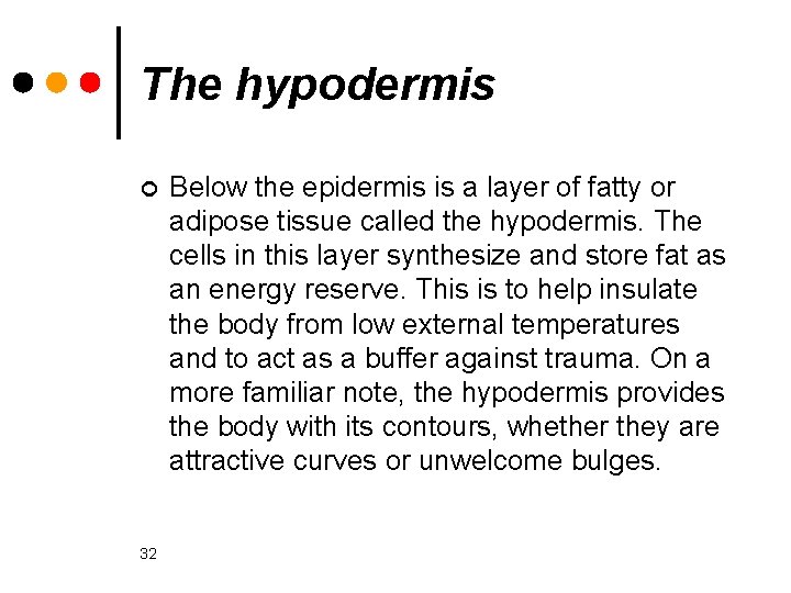 The hypodermis ¢ 32 Below the epidermis is a layer of fatty or adipose