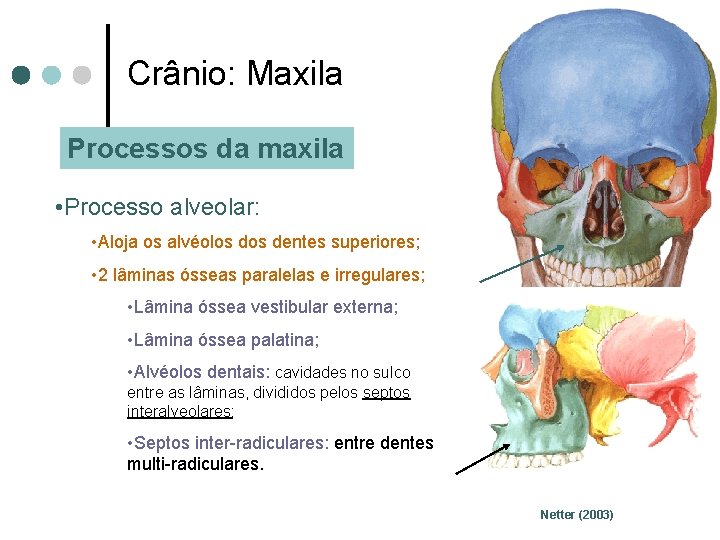 Crânio: Maxila Processos da maxila • Processo alveolar: • Aloja os alvéolos dentes superiores;