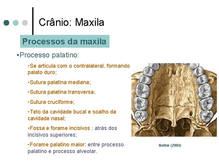 Crânio: Maxila Processos da maxila • Processo palatino: • Se articula com o contralateral,