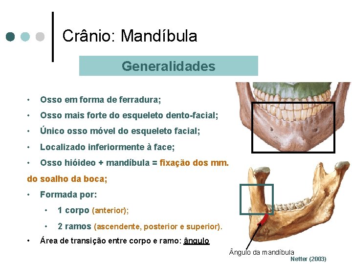 Crânio: Mandíbula Generalidades • Osso em forma de ferradura; • Osso mais forte do