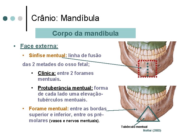 Crânio: Mandíbula Corpo da mandíbula • Face externa: • Sínfise mentual: linha de fusão