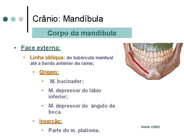 Crânio: Mandíbula Corpo da mandíbula • Face externa: • Linha oblíqua: do tubérculo mentual