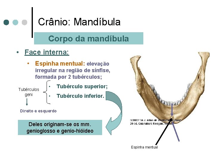 Crânio: Mandíbula Corpo da mandíbula • Face interna: • Espinha mentual: elevação irregular na