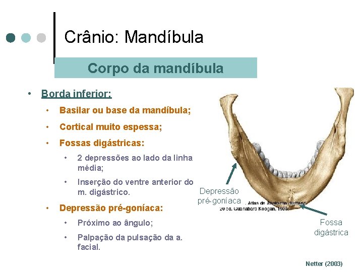 Crânio: Mandíbula Corpo da mandíbula • Borda inferior: • Basilar ou base da mandíbula;