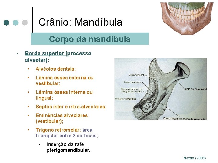 Crânio: Mandíbula Corpo da mandíbula • Borda superior (processo alveolar): • Alvéolos dentais; •