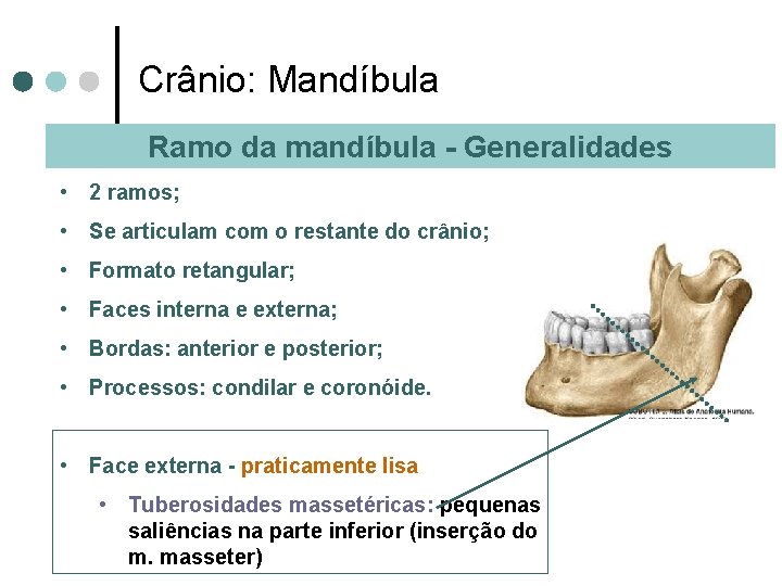 Crânio: Mandíbula Ramo da mandíbula - Generalidades • 2 ramos; • Se articulam com