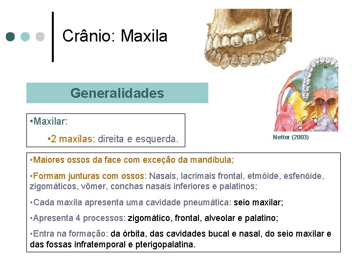 Crânio: Maxila Generalidades • Maxilar: • 2 maxilas: direita e esquerda. Netter (2003) •