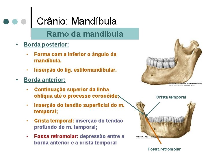 Crânio: Mandíbula Ramo da mandíbula • Borda posterior: • Forma com a inferior o