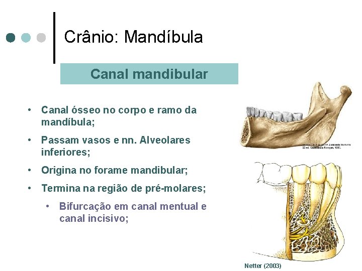 Crânio: Mandíbula Canal mandibular • Canal ósseo no corpo e ramo da mandíbula; •