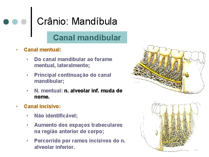 Crânio: Mandíbula Canal mandibular • • Canal mentual: • Do canal mandibular ao forame