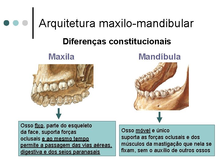 Arquitetura maxilo-mandibular Diferenças constitucionais Maxila Osso fixo, parte do esqueleto da face, suporta forças