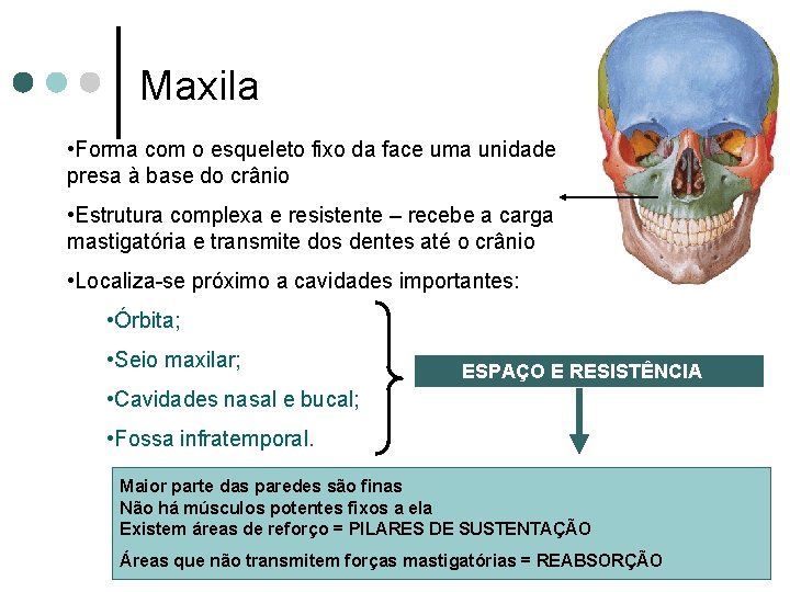 Maxila • Forma com o esqueleto fixo da face uma unidade presa à base