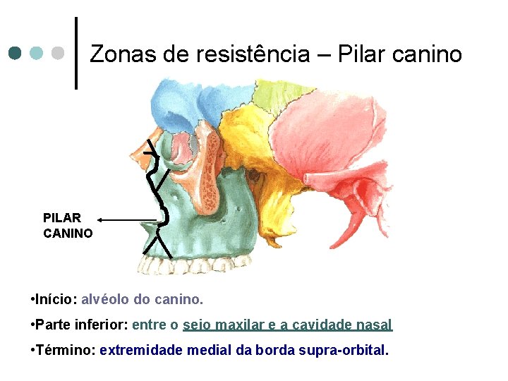 Zonas de resistência – Pilar canino PILAR CANINO • Início: alvéolo do canino. •