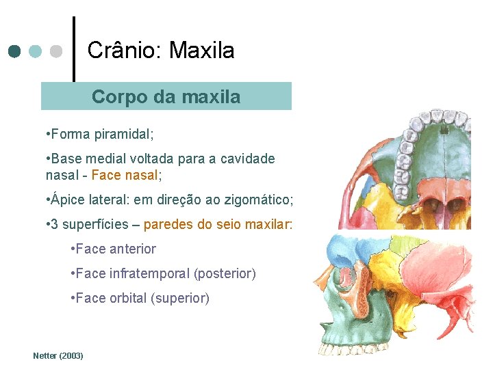 Crânio: Maxila Corpo da maxila • Forma piramidal; • Base medial voltada para a