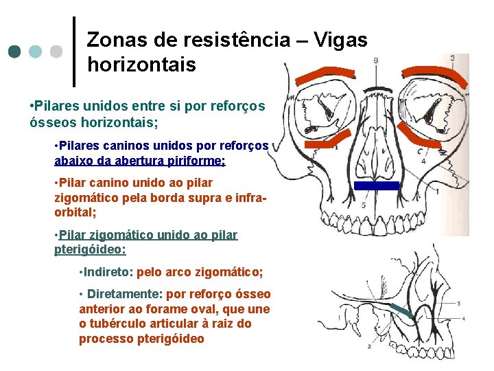 Zonas de resistência – Vigas horizontais • Pilares unidos entre si por reforços ósseos