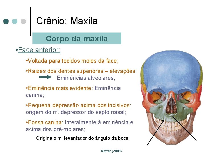 Crânio: Maxila Corpo da maxila • Face anterior: • Voltada para tecidos moles da
