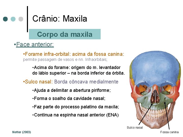 Crânio: Maxila Corpo da maxila • Face anterior: • Forame infra-orbital: acima da fossa