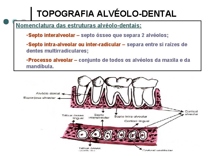 TOPOGRAFIA ALVÉOLO-DENTAL Nomenclatura das estruturas alvéolo-dentais: • Septo interalveolar – septo ósseo que separa