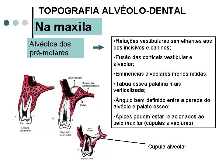 TOPOGRAFIA ALVÉOLO-DENTAL Na maxila Alvéolos dos pré-molares • Relações vestibulares semelhantes aos dos incisivos