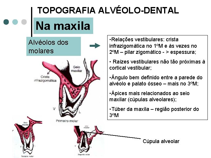 TOPOGRAFIA ALVÉOLO-DENTAL Na maxila Alvéolos dos molares • Relações vestibulares: crista infrazigomática no 1ºM