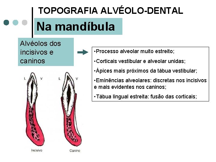 TOPOGRAFIA ALVÉOLO-DENTAL Na mandíbula Alvéolos dos incisivos e caninos • Processo alveolar muito estreito;