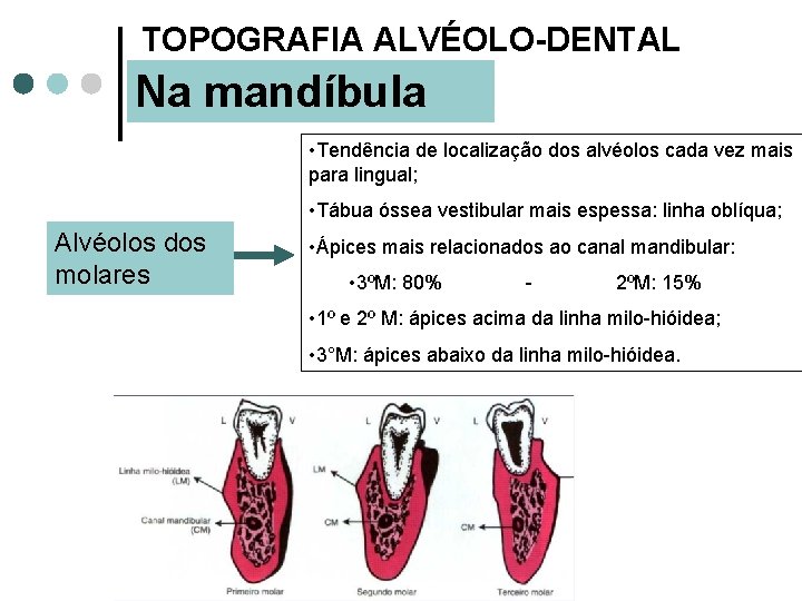 TOPOGRAFIA ALVÉOLO-DENTAL Na mandíbula • Tendência de localização dos alvéolos cada vez mais para