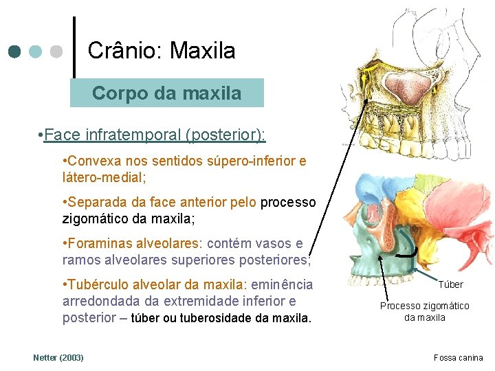 Crânio: Maxila Corpo da maxila • Face infratemporal (posterior): • Convexa nos sentidos súpero-inferior