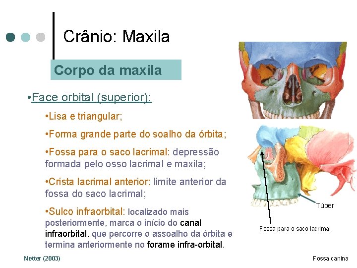 Crânio: Maxila Corpo da maxila • Face orbital (superior): • Lisa e triangular; •