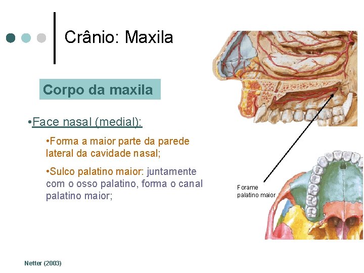 Crânio: Maxila Corpo da maxila • Face nasal (medial): • Forma a maior parte