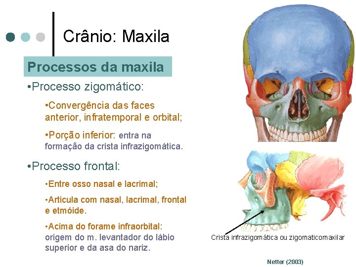 Crânio: Maxila Processos da maxila • Processo zigomático: • Convergência das faces anterior, infratemporal