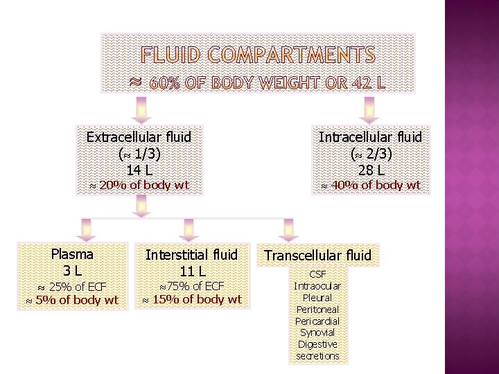 Extracellular fluid ( 1/3) 14 L 20% of body wt Plasma 3 L 25%