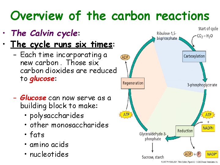 Overview of the carbon reactions • The Calvin cycle: • The cycle runs six