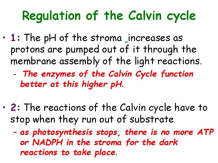 Regulation of the Calvin cycle • 1: The p. H of the stroma increases