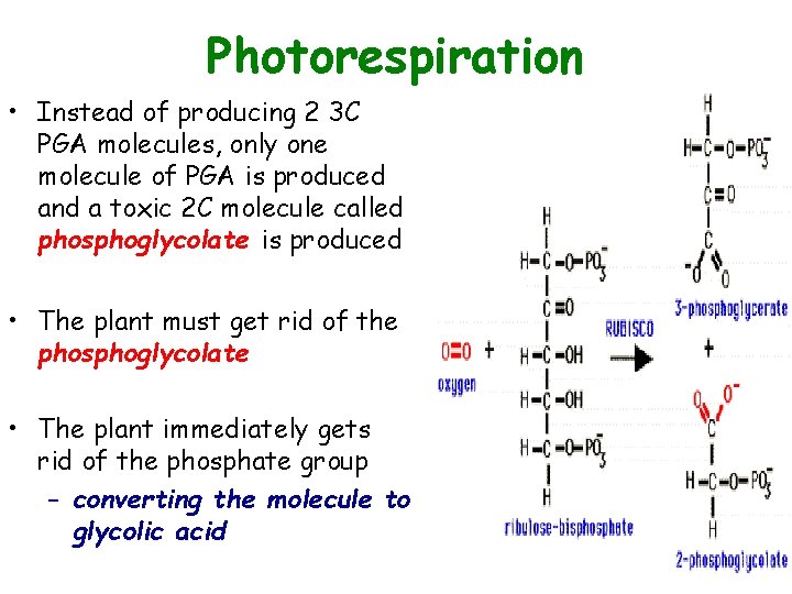 Photorespiration • Instead of producing 2 3 C PGA molecules, only one molecule of