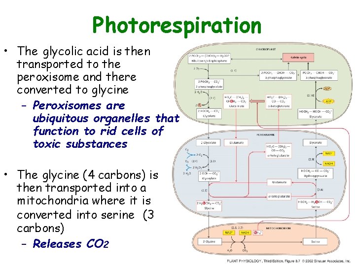 Photorespiration • The glycolic acid is then transported to the peroxisome and there converted