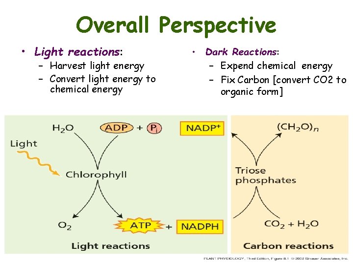 Overall Perspective • Light reactions: – Harvest light energy – Convert light energy to