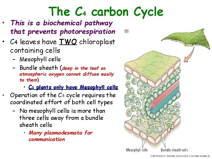 The C 4 carbon Cycle • This is a biochemical pathway that prevents photorespiration