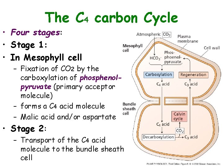 The C 4 carbon Cycle • Four stages: • Stage 1: • In Mesophyll