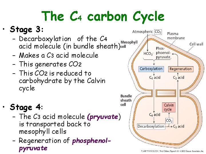 The C 4 carbon Cycle • Stage 3: – Decarboxylation of the C 4