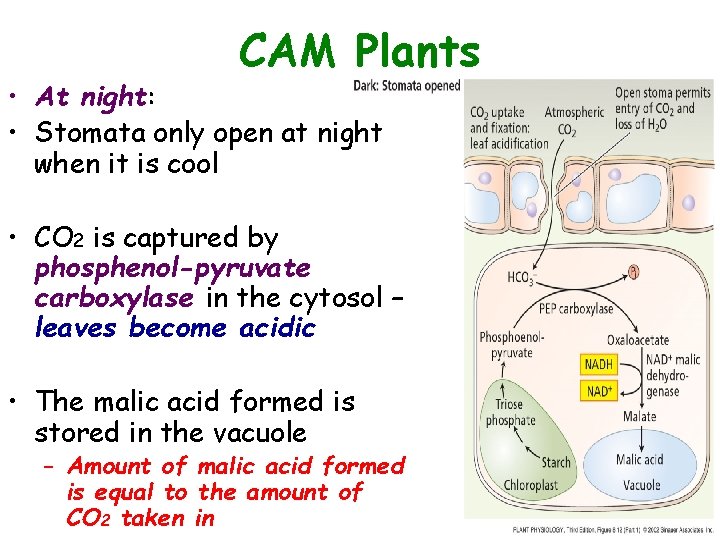 CAM Plants • At night: • Stomata only open at night when it is