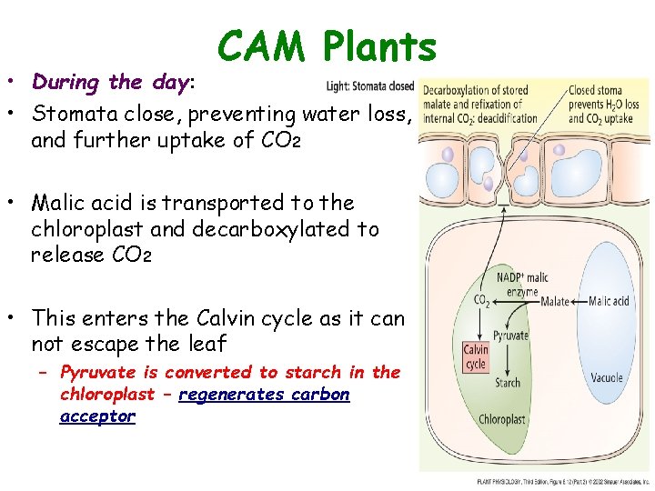 CAM Plants • During the day: • Stomata close, preventing water loss, and further