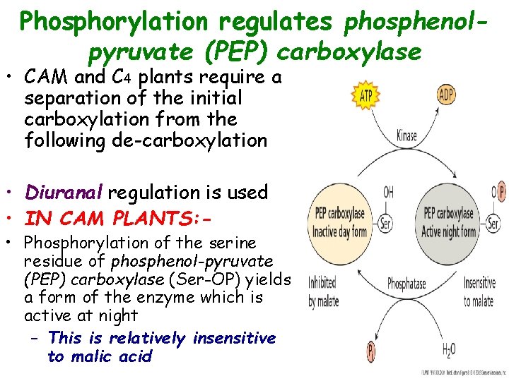 Phosphorylation regulates phosphenolpyruvate (PEP) carboxylase • CAM and C 4 plants require a separation