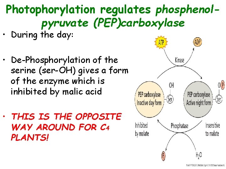 Photophorylation regulates phosphenolpyruvate (PEP)carboxylase • During the day: • De-Phosphorylation of the serine (ser-OH)
