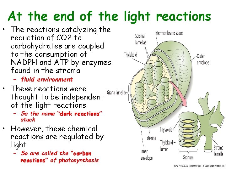 At the end of the light reactions • The reactions catalyzing the reduction of