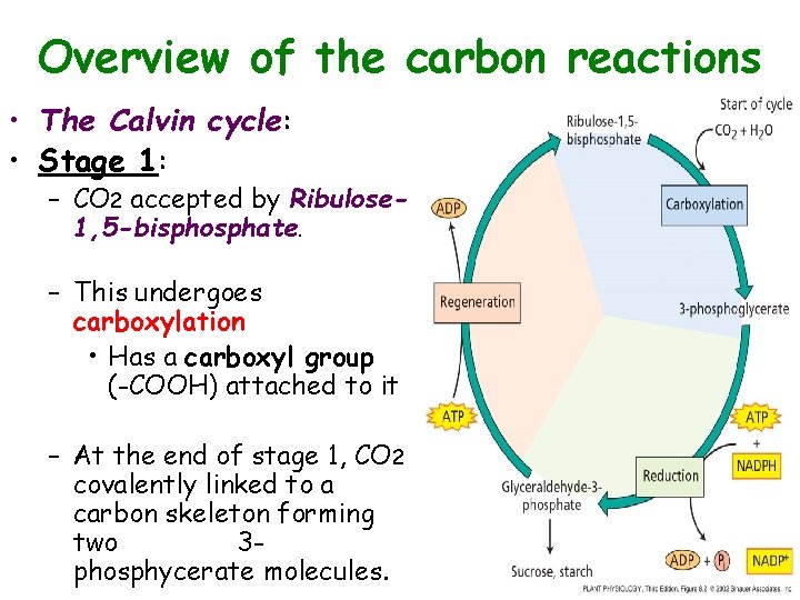 Overview of the carbon reactions • The Calvin cycle: • Stage 1: – CO