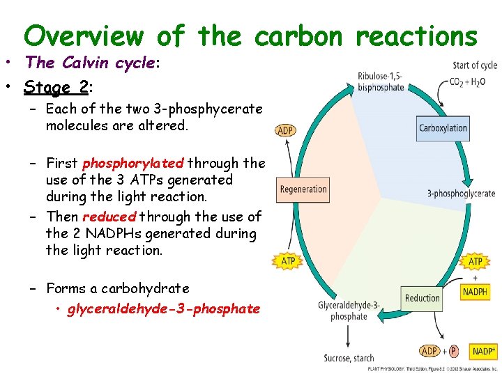Overview of the carbon reactions • The Calvin cycle: • Stage 2: – Each