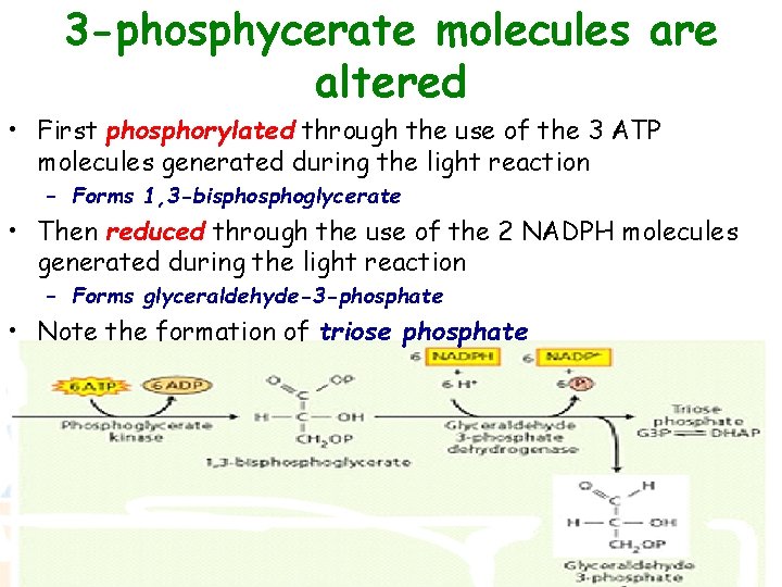 3 -phosphycerate molecules are altered • First phosphorylated through the use of the 3