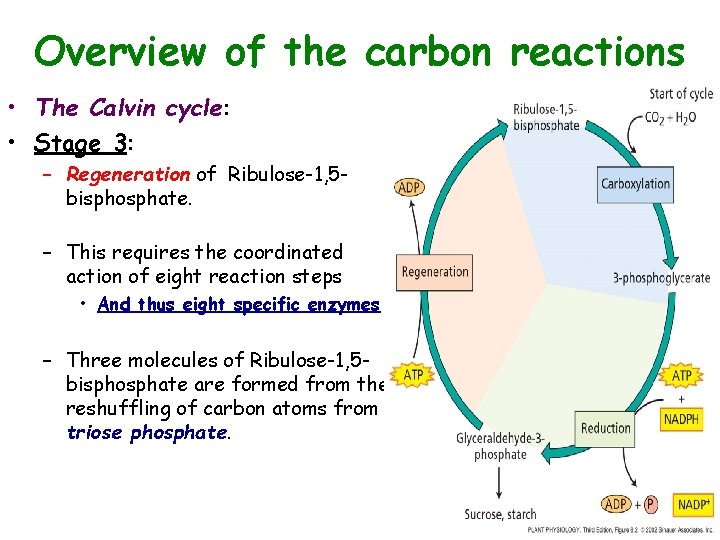 Overview of the carbon reactions • The Calvin cycle: • Stage 3: – Regeneration