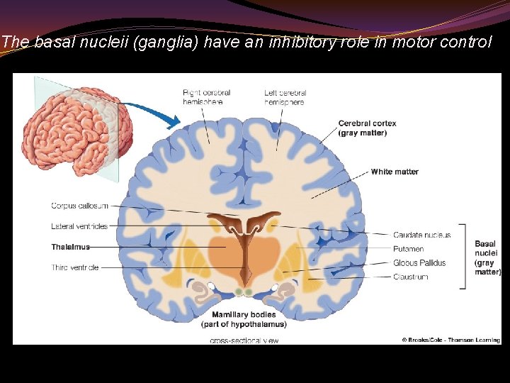 The basal nucleii (ganglia) have an inhibitory role in motor control 