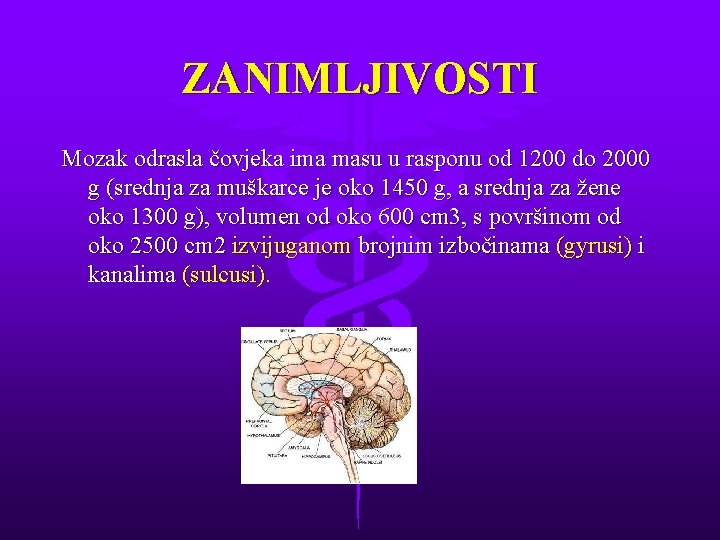 ZANIMLJIVOSTI Mozak odrasla čovjeka ima masu u rasponu od 1200 do 2000 g (srednja